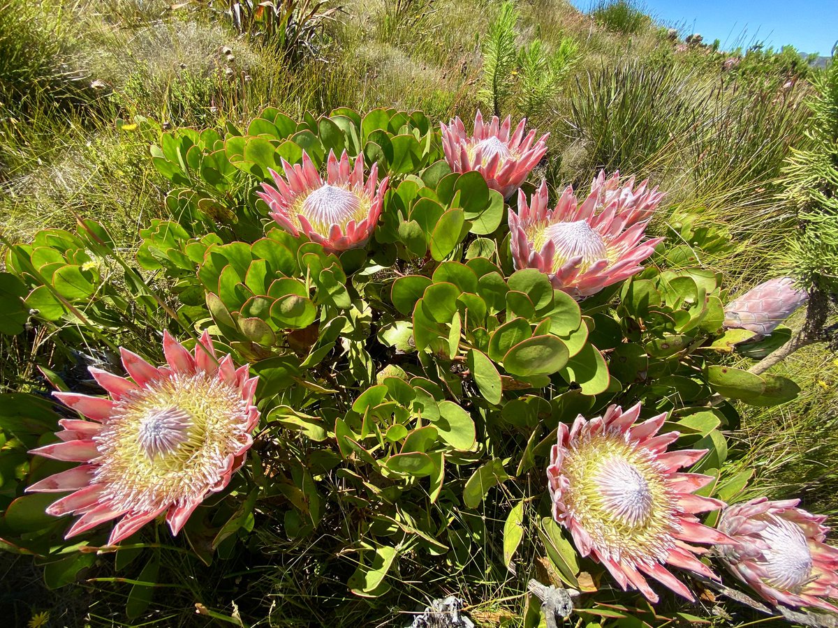 Cilnette tweet media