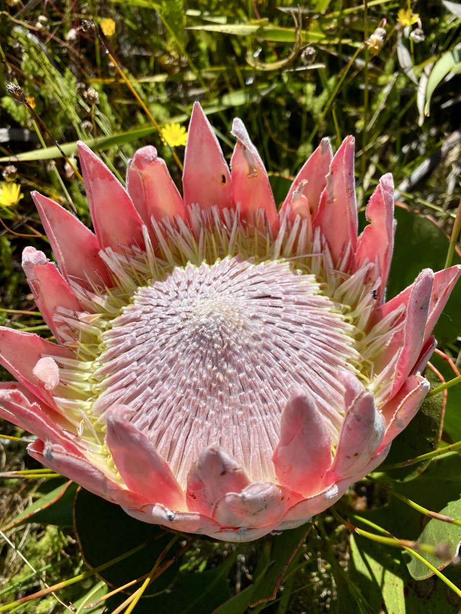 Cilnette tweet media