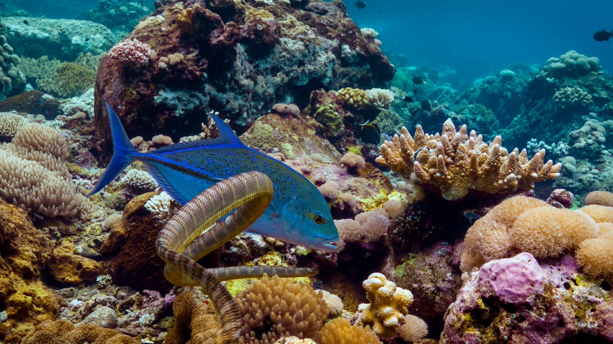 NerdsThatGeek's tweet image. #Asia debuted on @BBCAmerica last night, and we are here to recap the show's magnificent, water-themed, series premiere! #BBCAmerica nerdsthatgeek.com/television/asi…