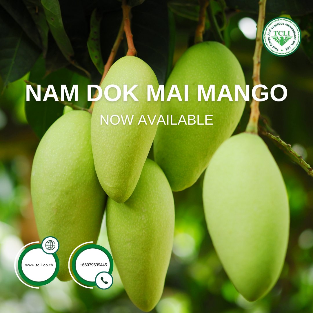 thaicargoveg's tweet image. 🥭 Discover the Nam Dok Mai mango: Thailand's sweetest treasure! Perfect for luxury menus &amp;amp; health-conscious consumers. DM us for sourcing! 🌟✨ #NamDokMai #ThaiMango #CulinaryExcellence