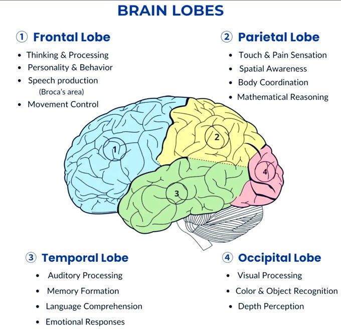 BRAIN LOBES