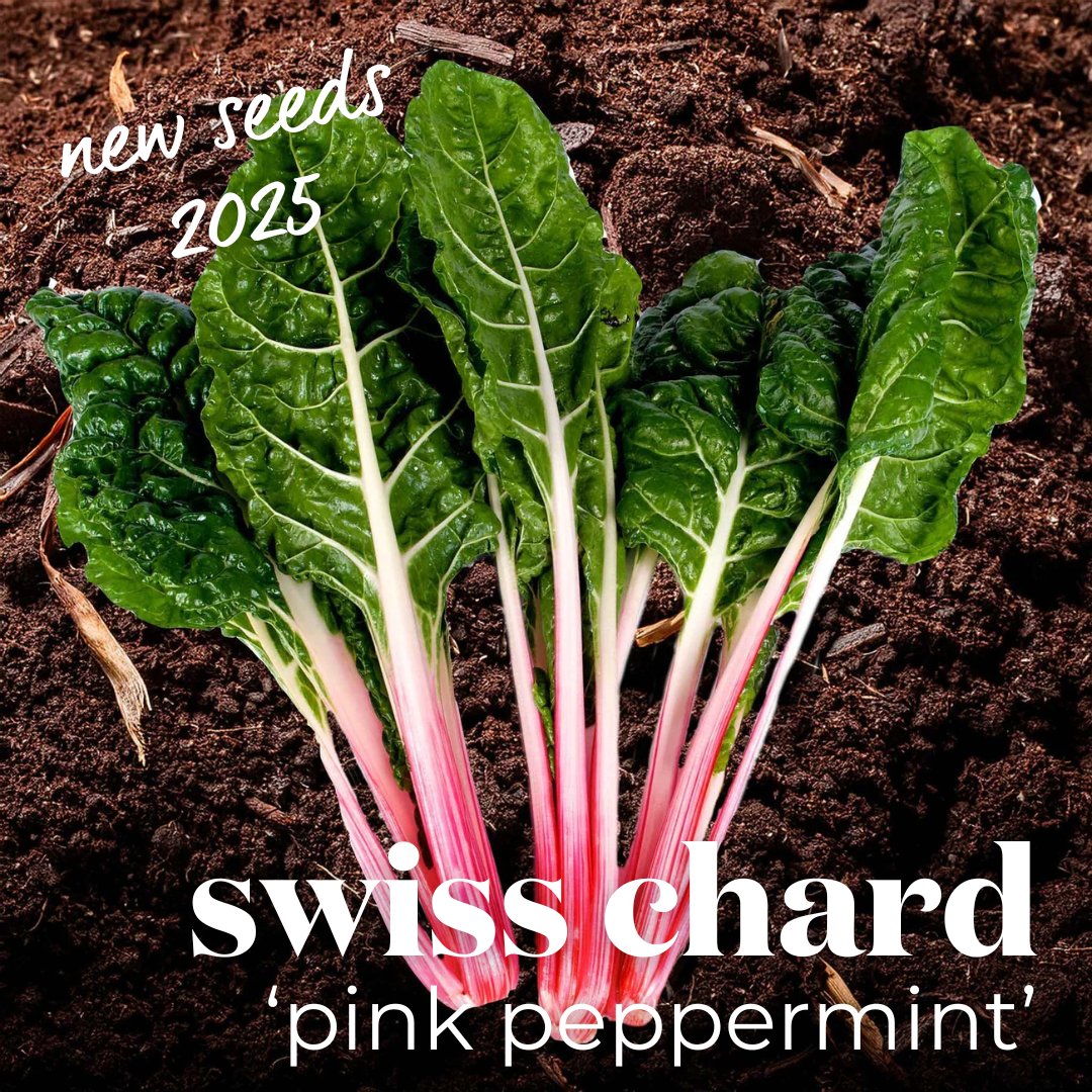 Brighten up your garden and your plate with Swiss Chard ‘Pink Peppermint’ – a stunning variety that’s as beautiful as it is delicious.

👉 Order now and grow something truly unique in 2025! bit.ly/3DDqO5z

#SwissChardPinkPeppermint #NewFor2025 #GrowYourOwn #Vegetable