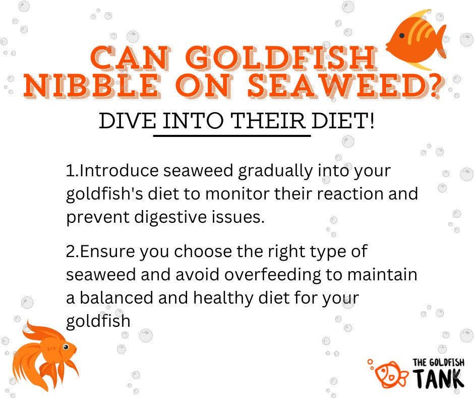 TheGoldfishTank's tweet photo. (1)
Ever wondered if your goldfish can munch on seaweed? You're not alone! Many goldfish enthusiasts explore diverse diets for their finned friends, but it’s crucial to understand what's beneficial. https://t.co/JrTHTtuOTd