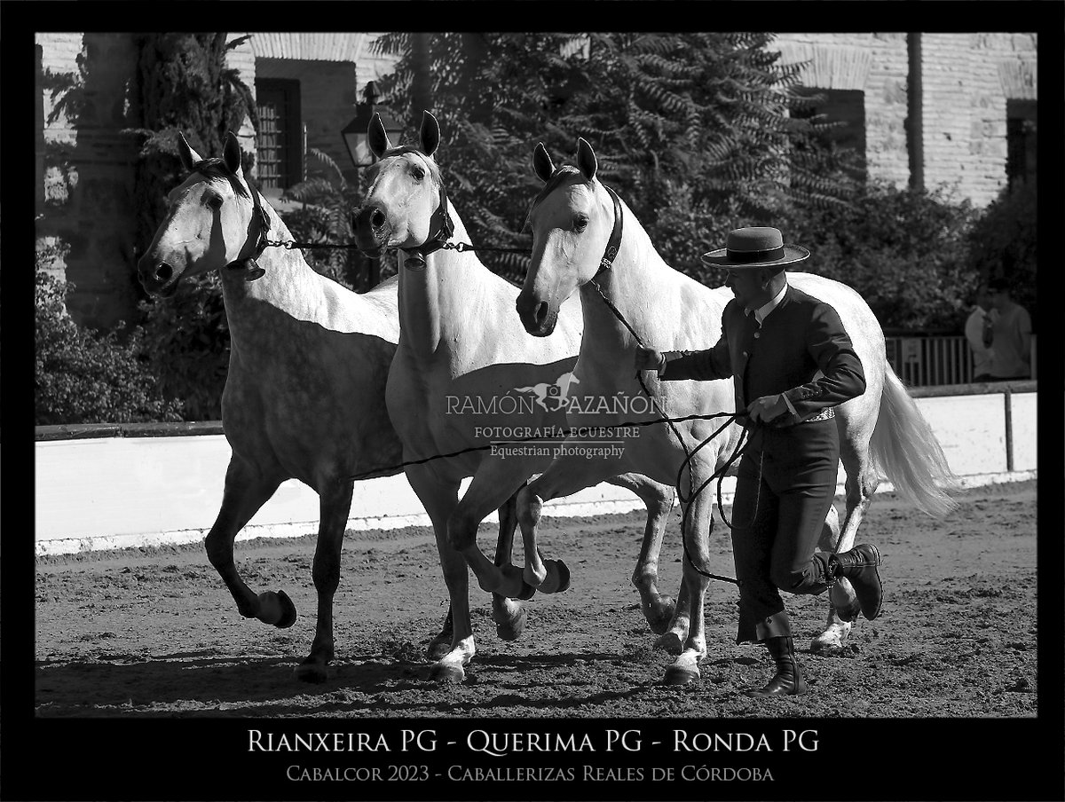 ramonazanon's tweet image. Cobra de Yeguas PRE:
Rianxeira PG - Querima PG - Ronda PG
Cabalcor 2023. Caballerizas Reales de Córdoba @anccepre