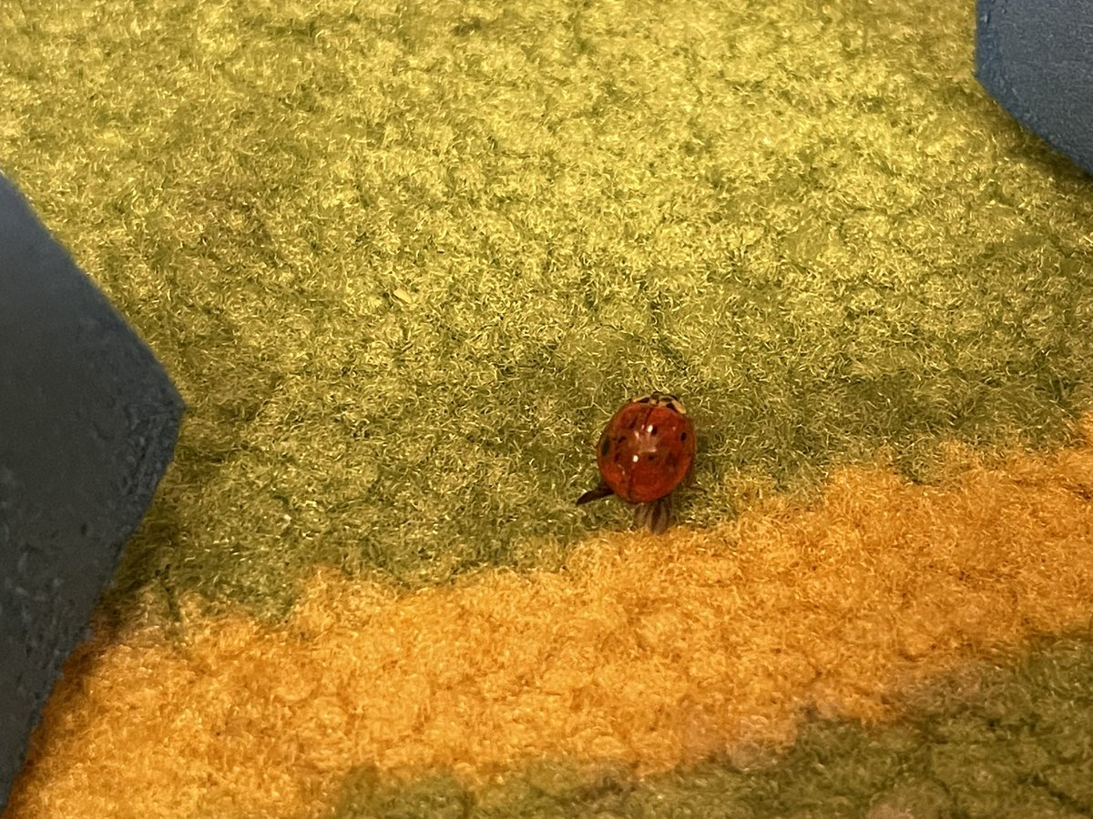 PreK_rocks_'s tweet photo. The kids had fun making obstacles and a house for our ladybug! 🐞 @BrookridgeSMSD @theSMSD https://t.co/ZErrt5Yj5m