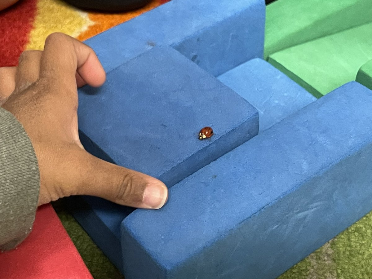 PreK_rocks_'s tweet photo. The kids had fun making obstacles and a house for our ladybug! 🐞 @BrookridgeSMSD @theSMSD https://t.co/ZErrt5Yj5m