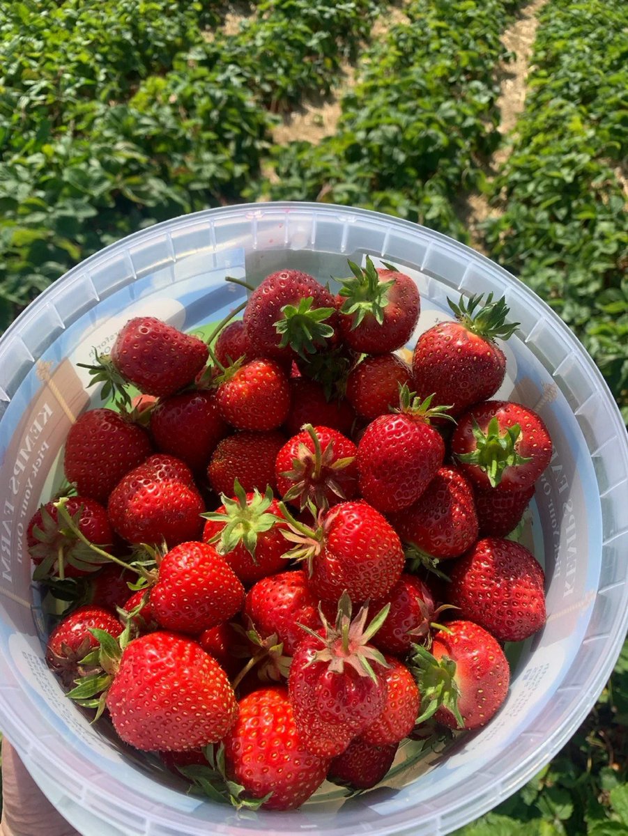 Leecoolanm's tweet image. They are very big and you can pick them while eating