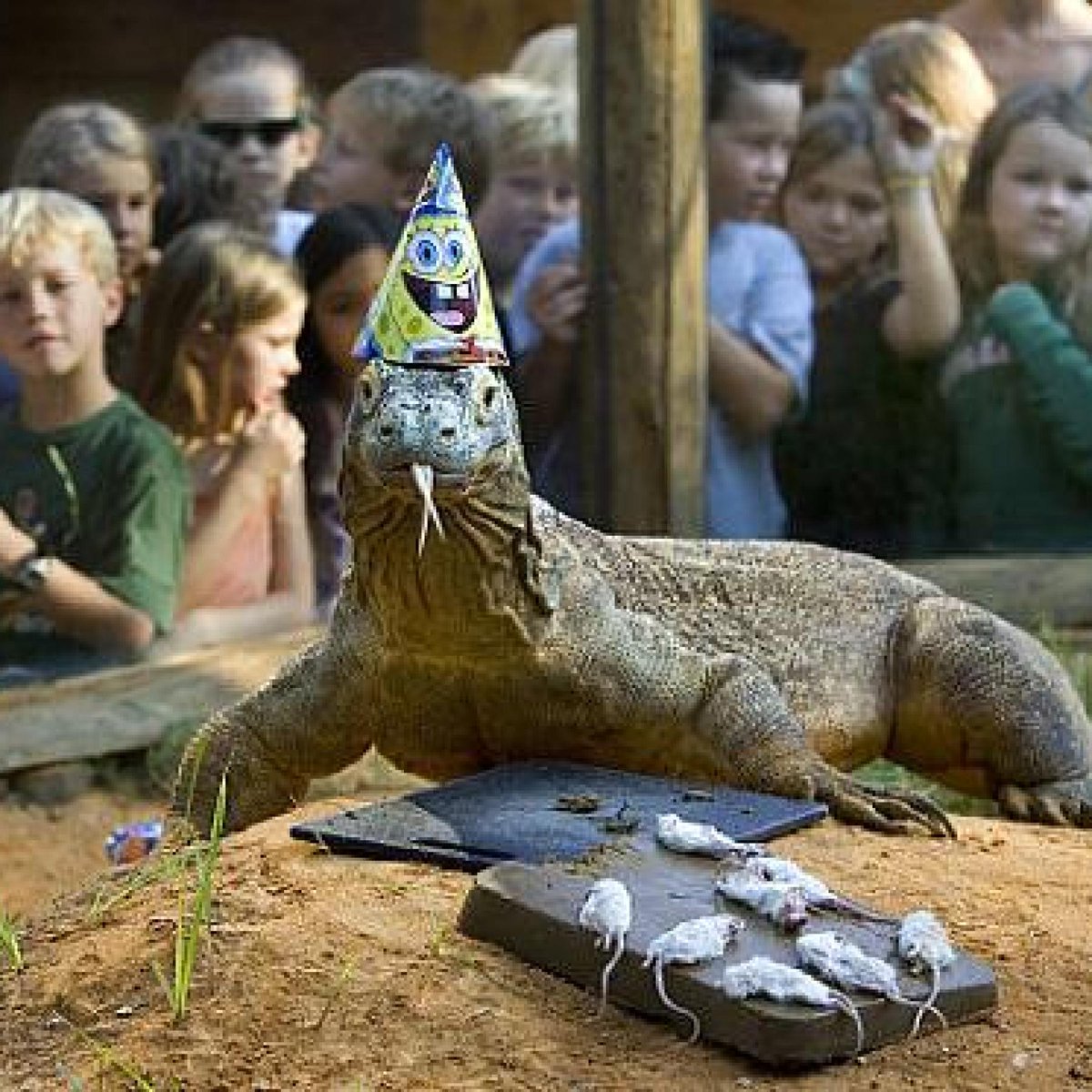 Even Komodo dragons like SpongeBob!