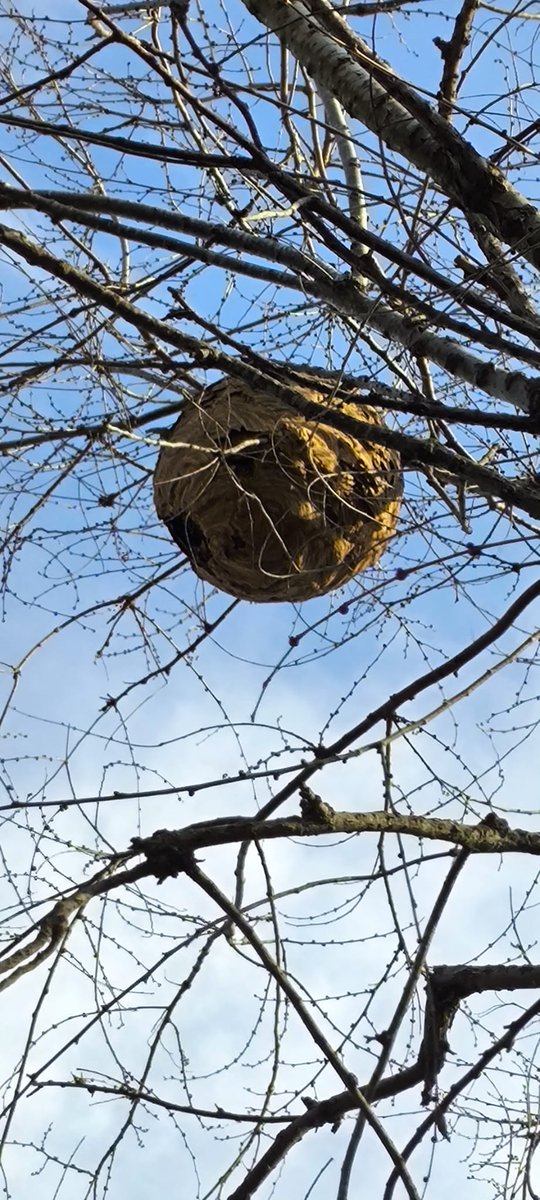 PC_sav's tweet photo. Aquest matí hem retirat un niu de velutines al Parc de Fraixaneda que, malgrat estar ja neutralitzat, encara es rebien avisos de la ciutadania per la seva presència. https://t.co/rrk8RjEchR