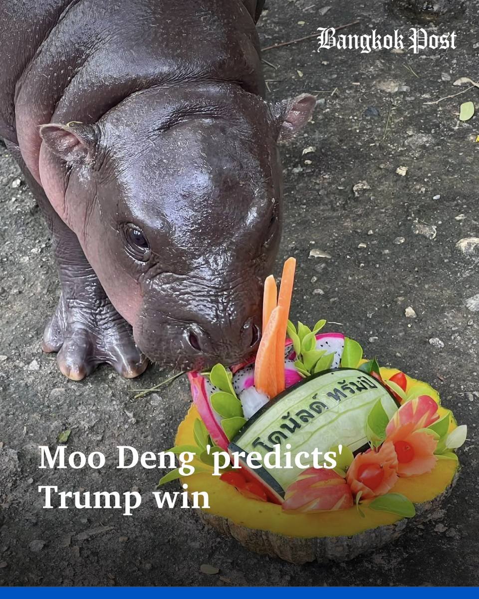 guzupeak's tweet photo. #moodeng is the successor to #DOGE  &amp; the rival of #shiba. Predicted Trumps win &amp; was meme of the year! Adopted by Eth founder @VitalikButerin &amp; funded by @MooDengSOL. Stop fading &amp; buy on Solana! We are the official representative for Moodeng in crypto! https://t.co/pdvJ1hIgFM