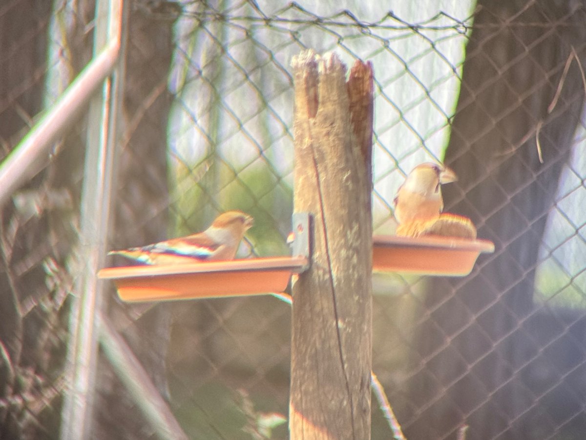 juditmalonso's tweet photo. @Jordisolerramio Justament avui 1 mascle i 2 femelles també han visitat el meu jardí 🥰🥰 https://t.co/tLNYgkQ9Pa