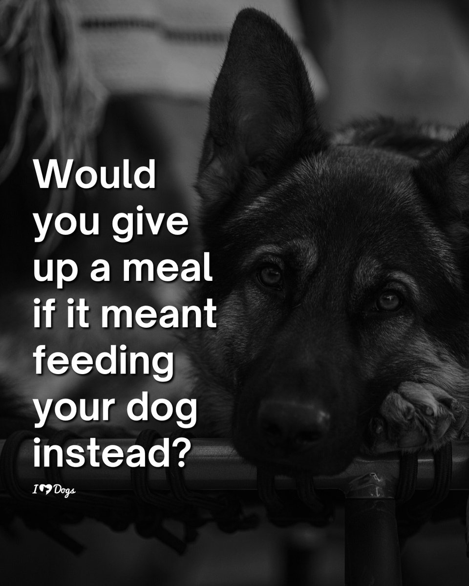 𝕏 Dogs tweet media