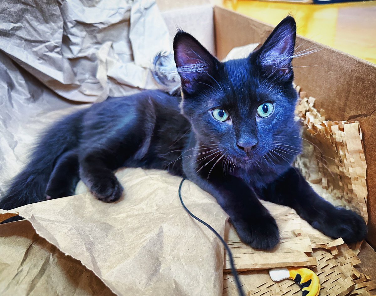 Having a blast in a box for #catboxsunday 😸🐾🐾

#SundayVibes #cats #CatsOnTwitter #AdoptDontShop #CatsOfTwitter