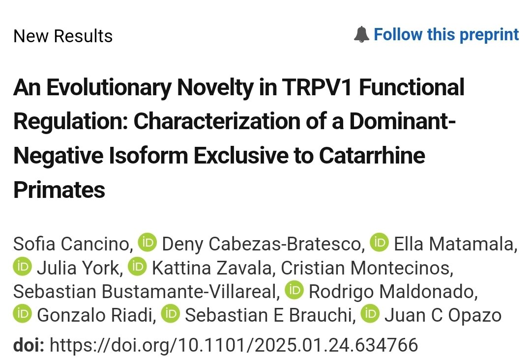 opazolab's tweet image. I'm excited to share our latest work! We found a microexon that arose in catarrhine primates. The isoform with this microexon exerts a dominant negative effect on the gene's canonical version, revealing a regulatory innovation unique to catarrhines
biorxiv.org/content/10.110…