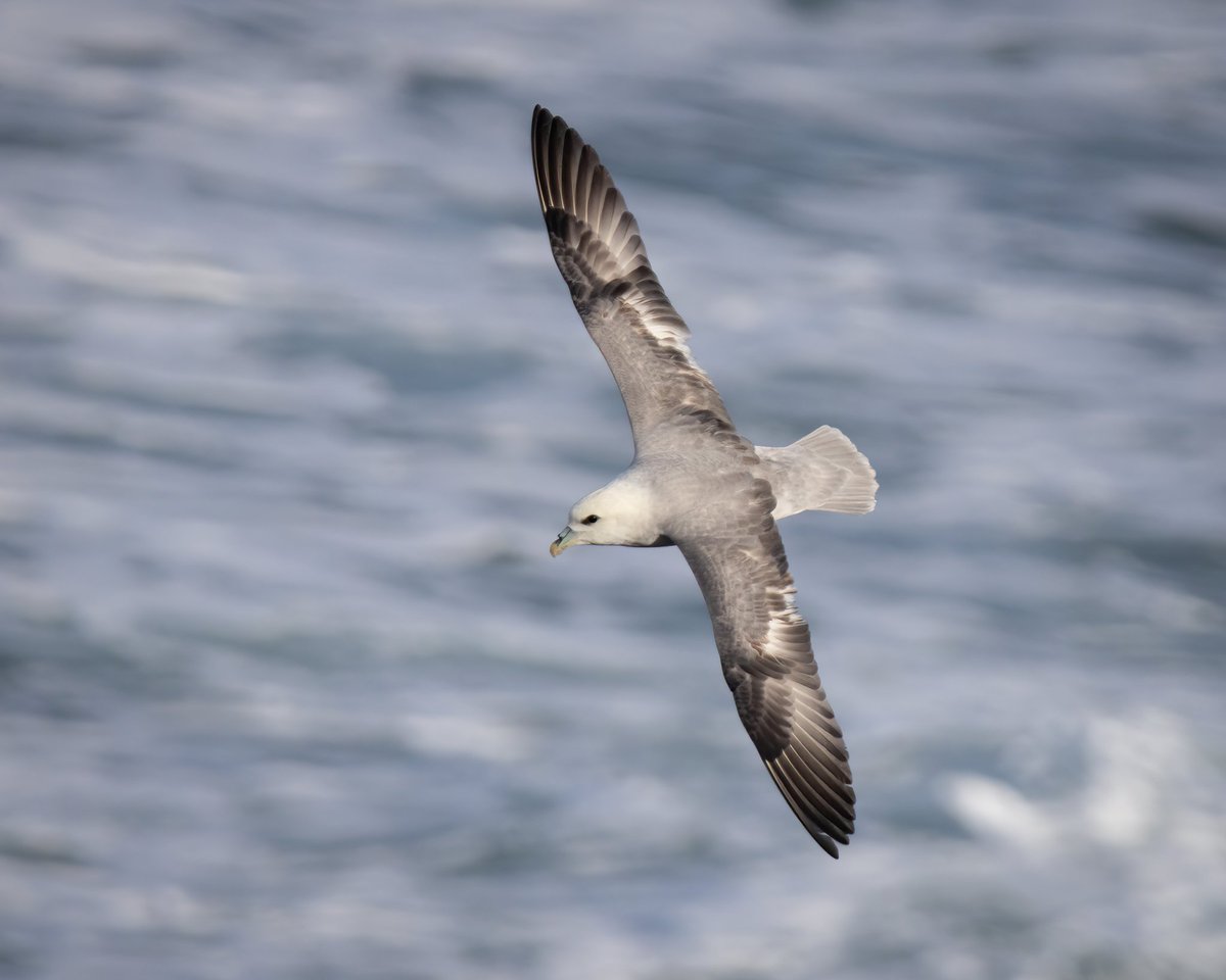 Wild_WithJon's tweet photo. West Pentire yesterday #cbwps #Cornwallbirds #newquay https://t.co/0YHGR56O75