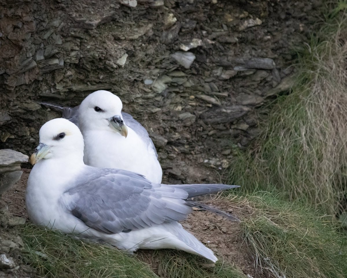 Wild_WithJon's tweet photo. West Pentire yesterday #cbwps #Cornwallbirds #newquay https://t.co/0YHGR56O75