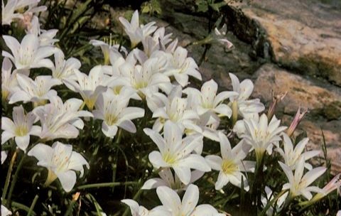❝ ... I grew these behind the school's garden, I suppose this is an appropriate application to show them all. ❞