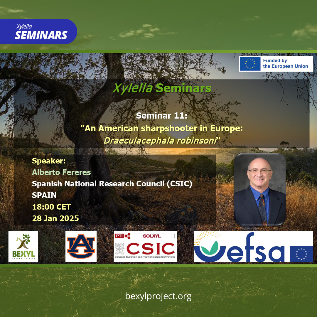 BexylP's tweet photo. 👨‍🏫Upcoming Xylella Seminar! On 14 January at 18:00 CET don’t miss our next seminar entitled  “An American sharpshooter in Europe: Draeculacephala robinsoni" with @IAS_CSIC Alberto Fereres. Xylella seminars are organised jointly by @BeXylP, @Plants_EFSA
@Sol_Xyl and @AuburnU

For more info xylella.seminars.bexyl@ias.csic.es
@REA_research