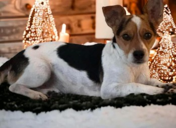 millypod1's tweet photo. π25 JAN 2025 #Lost BEN #ScanMe #Tagged
Black, Tan, White Jack Russell Terrier Male
Hawkhill Enclosure #NewForest #Brockenhurst #Hampshire #SO42
He was chased by another dog and ran off frightened. Nervous dog. Wearing a Red Harness. https://t.co/3euNHXuIV3 https://t.co/BsomOZaMAN