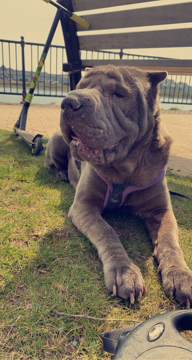 MattyJames625's tweet image. Photography isn’t my strong suit, but this is one of my favorite photos of Coco. I miss her every day now that she’s up in dog heaven. 🐾💔 #DogHeaven #SharPeiLove #MissYouCoco #DogsAreFamily #CherishedMemories