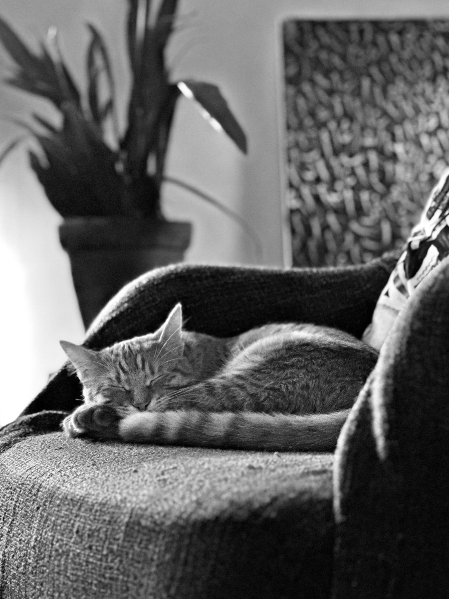 DanLucaPrime's tweet photo. Puss in Snooze 
#photography #CatsOfTwitter #cats #feelgood #blackandwhitephotography https://t.co/SEfVkBZMGm
