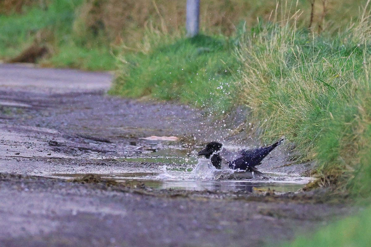 WestCorkBirder tweet picture