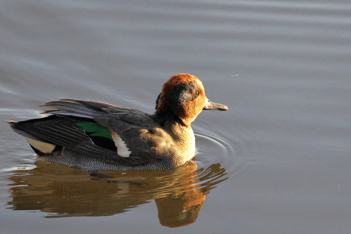 WestCorkBirder tweet picture