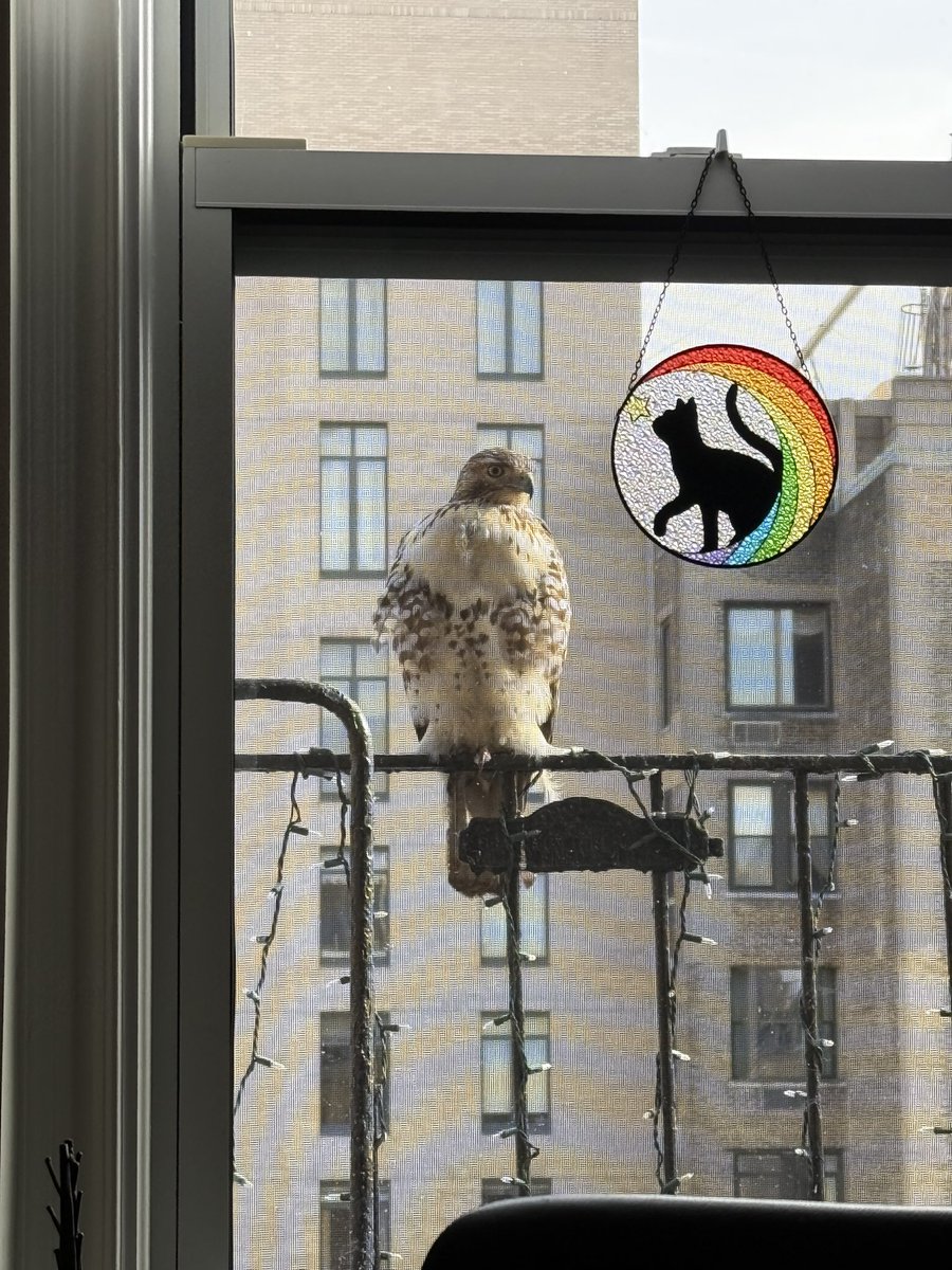 The Redtail Hawk is back!  Is this a good sign for the <a href="/Eagles/">Philadelphia Eagles</a> 🦅! ?<a href="/BirdCentralPark/">Manhattan Bird Alert</a>