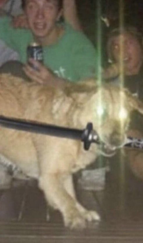 finished top 16 at san antonio with zacian drago! been working on this team since the summer so it feels great to get a nice result with it 

had fun playing on stream too im glad so many people were fans of the zacian pick!