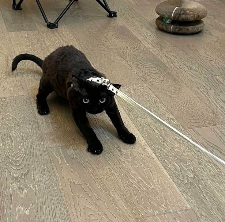 Black cats are not bad luck (@visualscat) on Twitter photo 