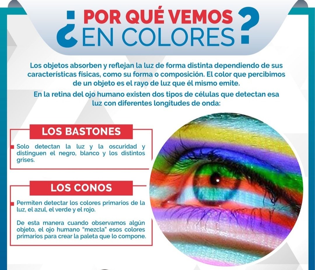 LeonelaFer79219's tweet photo. El ojo humano👁️🧍 puede distinguir hasta 10 millones de colores🟨🟦🟥: Aunque no todos los vemos de la misma manera, nuestra visión de color es increíblemente precisa. ¿Y tú sabías el poder que tiene la vista humana? #humananatomy #rrubi #aprender #educativo #Loja https://t.co/rouIVLTeqE