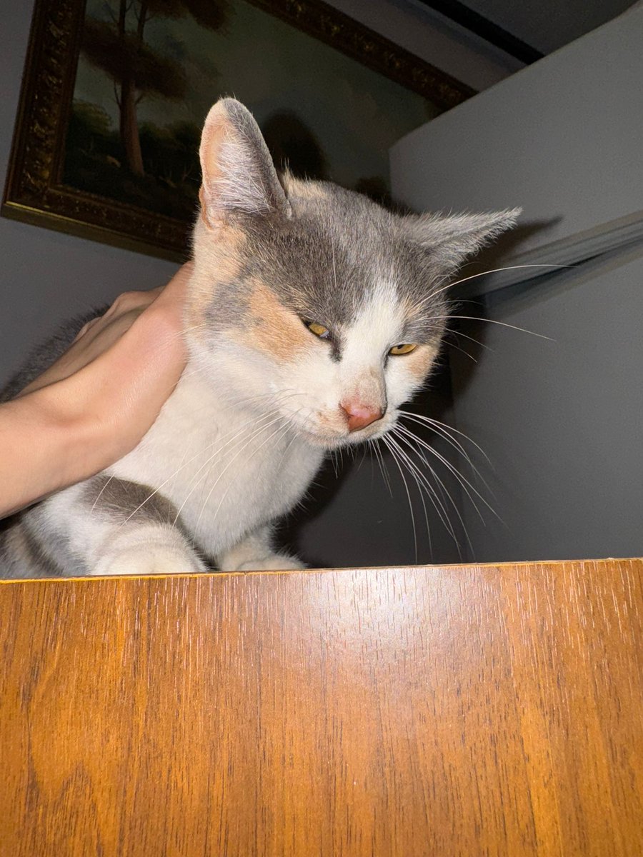 marta_gr00's tweet photo. por favor difundid 🙏🏻🙏🏻
esta gatita necesita una casa en Granada/Córdoba/Sevilla 
Es muy muy cariñosa. Le han cortado el rabo creemos que con un petardo... y a pesar de ello solo quiere contacto humano. 
Los gastos veterinarios van a cargo nuestra, pero necesitamos un hogar!! 💓 https://t.co/Bivo7kzcch