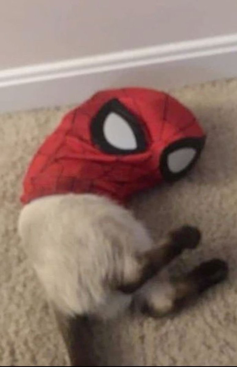 its_madmaxi's tweet photo. was spiderman for carnival today 😼 https://t.co/VspXNaKKSD