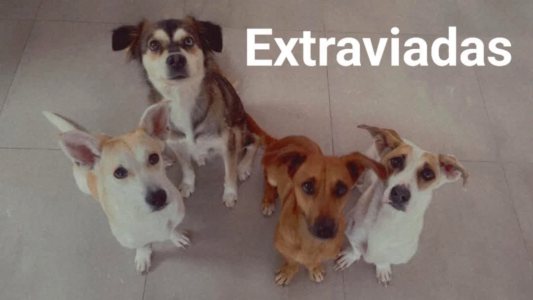 adoptagdl's tweet photo. #EXTRAVIADAS en
Col Parques de la Victoria en Tlaquepaque, cerca de un bodega Aurrerá express. 

Apóyenme a compartir 🙏🏼

Son lo más importante para mí.
Recompensa 💰
Info 📲3322215380 https://t.co/quWkUiqKR9