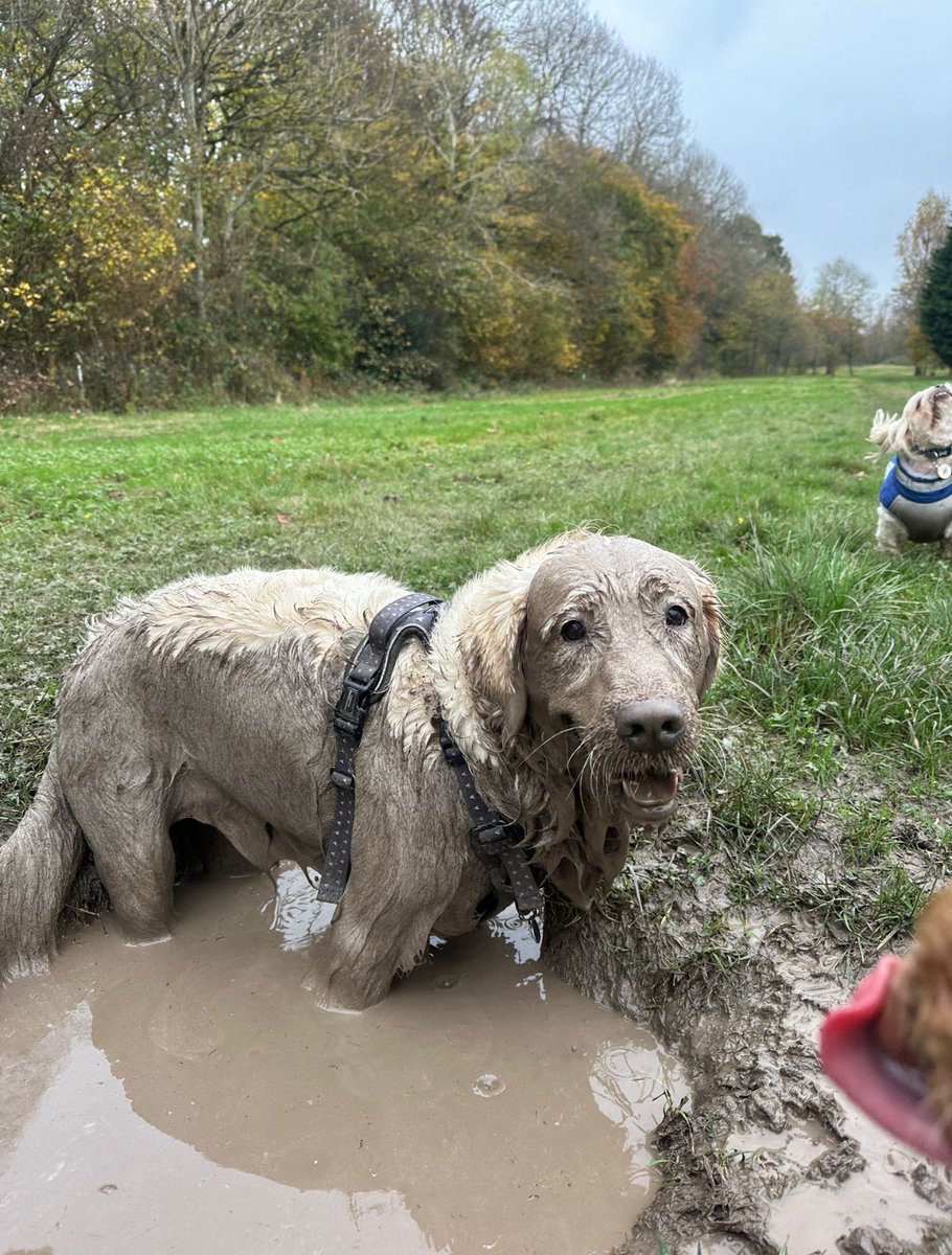 Jonjo6's tweet photo. @ClarksonsFarm1 This is Ada ❤️

Instagram : goldenretriever.ada https://t.co/jrXvzA5a8d