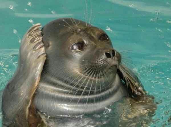 mene_seal's tweet photo. Errrrr I dunno sorgy https://t.co/IAQt4Wnvsg