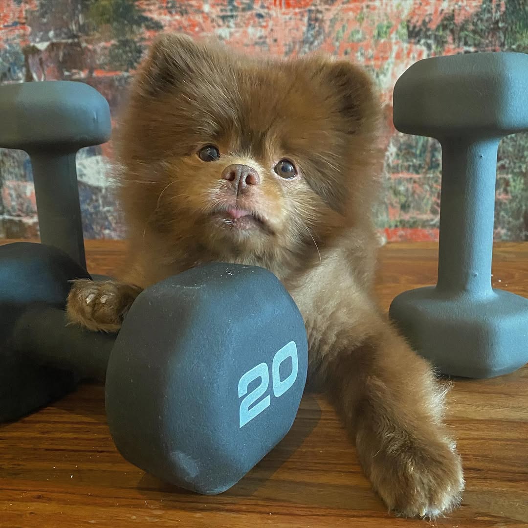 WOOFmornin!

$BERT woke up and chose gains. 🏋️
