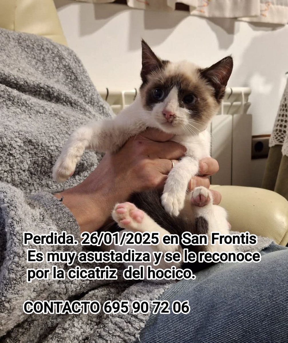 #Zamora. Perdida gatita en la calle Fermoselle, zona San Frontis. Es muy asustadiza y no se deja coger. 
☎️ 695907206