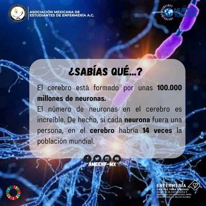 arelis_ore10498's tweet photo. ¿Sabias que?
Por muy increíble que parezca, la mayor parte del cerebro es fundamentalmente grasa. En concreto, la mayor parte de la grasa queda acumulada en lo que se conoce como vainas de mielina, que cubren una parte de neuronas conocida como axón. #cerebro #neurona #celulas https://t.co/DKk7zMAUMg