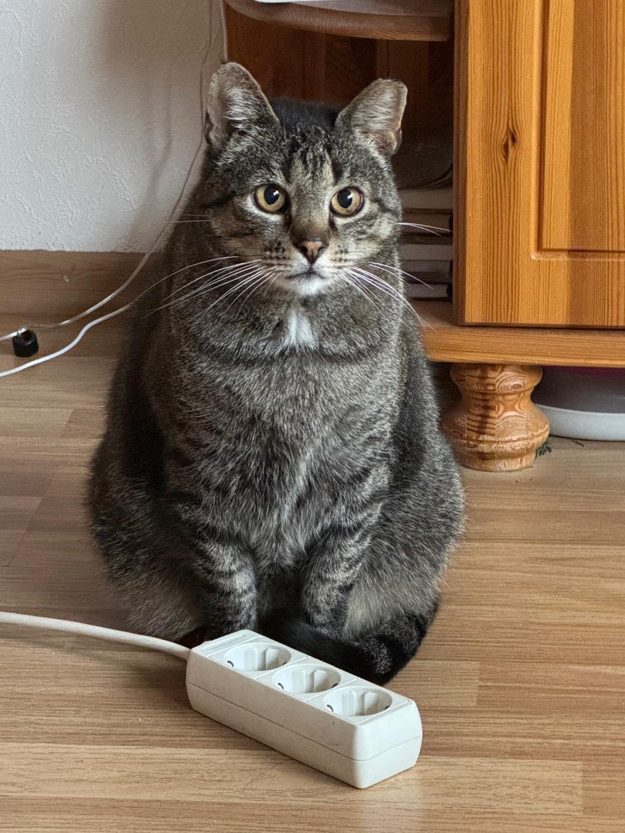 Izsakām stingru nosodījumu visiem enerģētikas, optisko, sakaru un citu kabeļu grauzējiem un citādos veidos maitātājiem. 
Kaķi NEKAD neko tādu neatļautos!