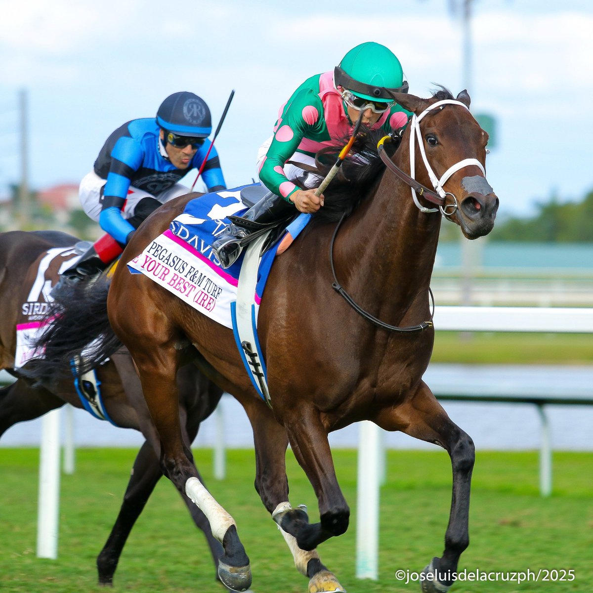 americanpaddock's tweet photo. BE YOUR BEST (IRE) impone condiciones en el @PegasusWorldCup Filly and Mare Turf (G2). Con @zayas_edgardo a bordo, la entrenada por @SaffieJosephJr logró la mejor victoria de su campaña sobre la grama de @GulfstreamPark.
📸: José Luis De La Cruz https://t.co/hXiaCFqQAj