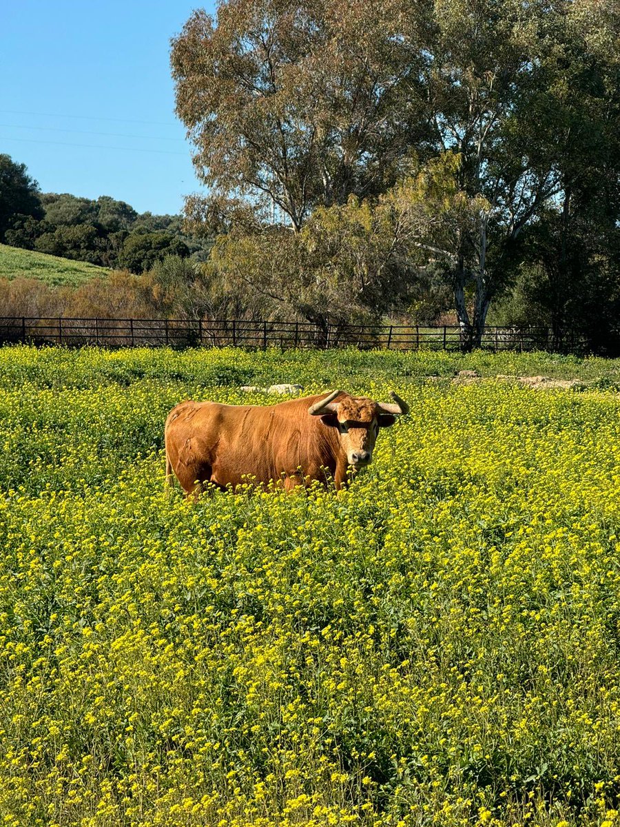 Torrealta tweet media