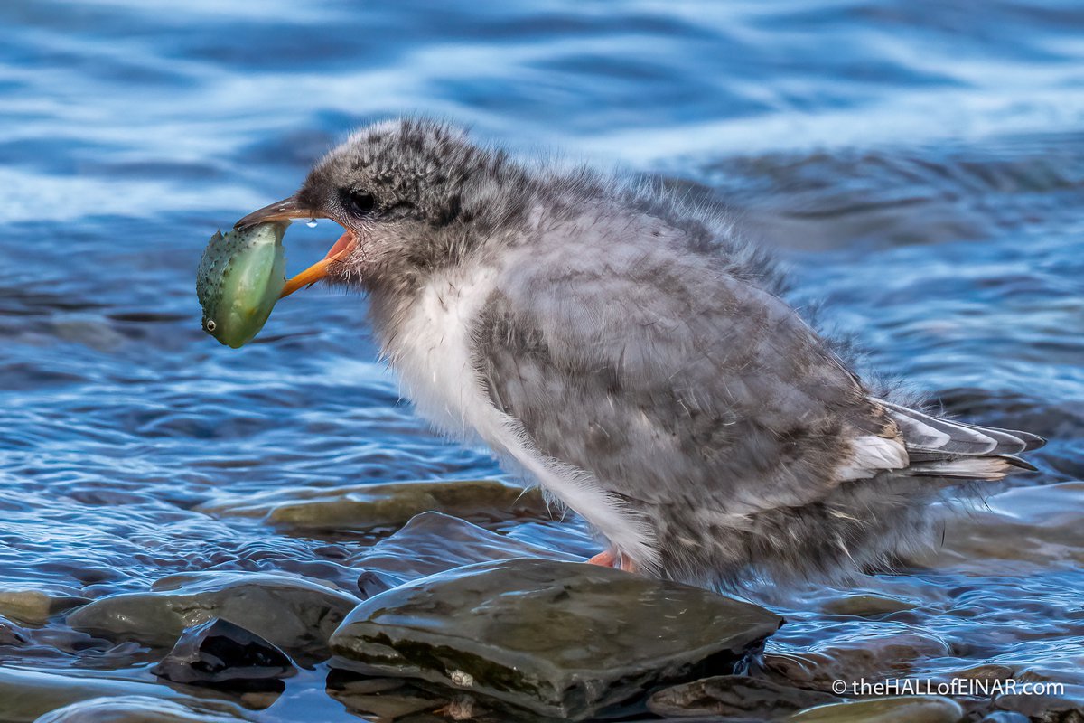 When an Arctic Tern chick has a Lumpfish which is too large to swallow.
It still didn't give up trying!