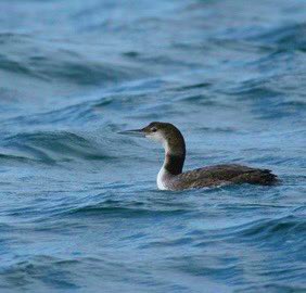Great Northern Loon (Diver) just off Owenascaul river west of Inch feeding on small fish, huge raft of Common Scoters off Inch Beach! <a href="/KerryBirdNews/">Kerry Bird News</a>