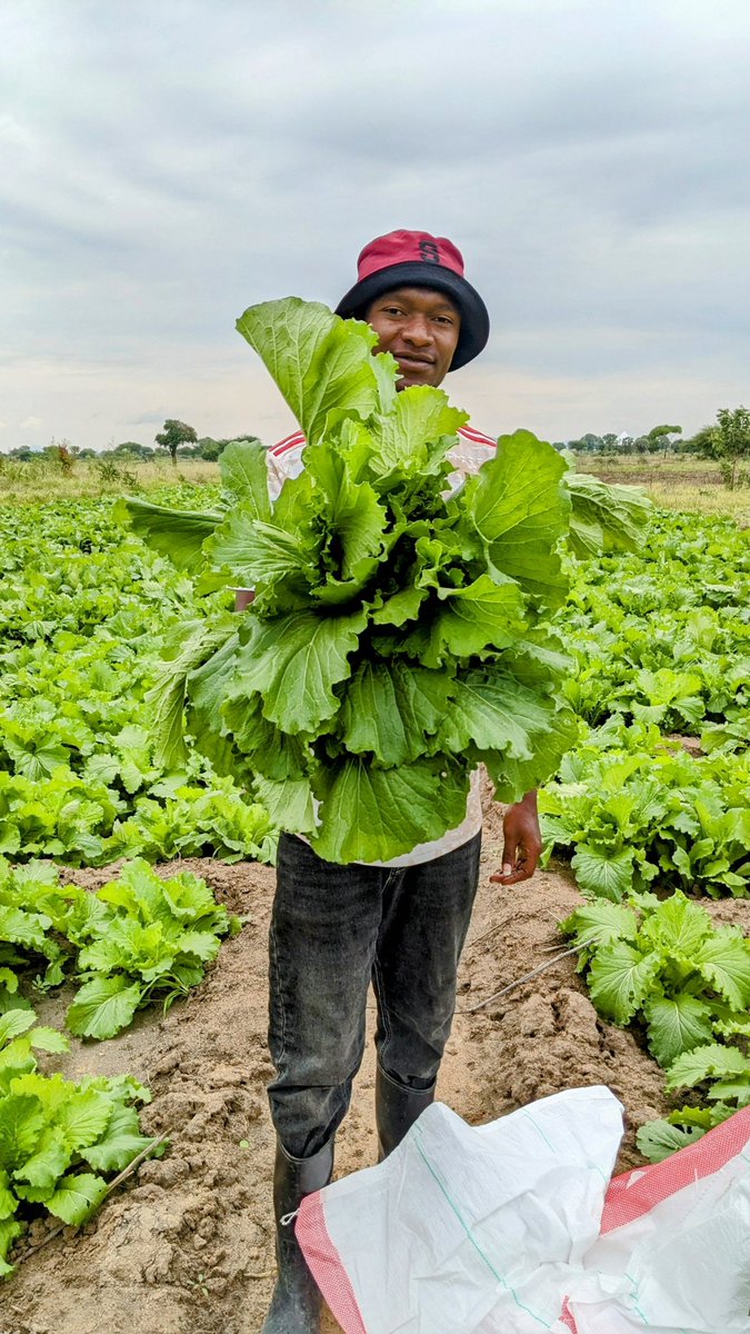 Furaha ya Mkulima #🌱 farmforlife 🌱 <a href="/msakufarm/">Bwanashamba wa taifa 🇹🇿</a> <a href="/kenkamuiru/">Ken the farmer.🚜</a> <a href="/demi_farm/">Demi Farms</a> <a href="/Nalimasaumu/">Saumu Farms🧄</a>