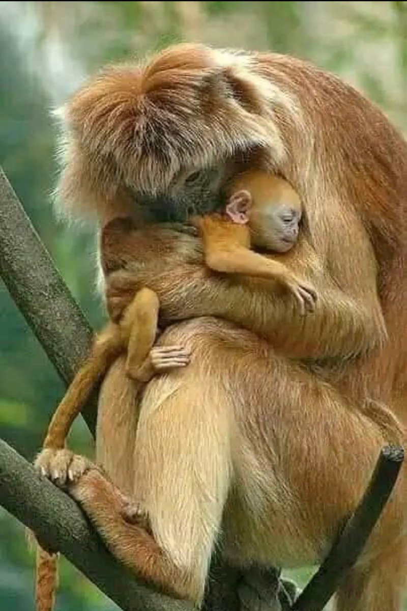 ♥️ 🐒 👶🐒   🥰💕
