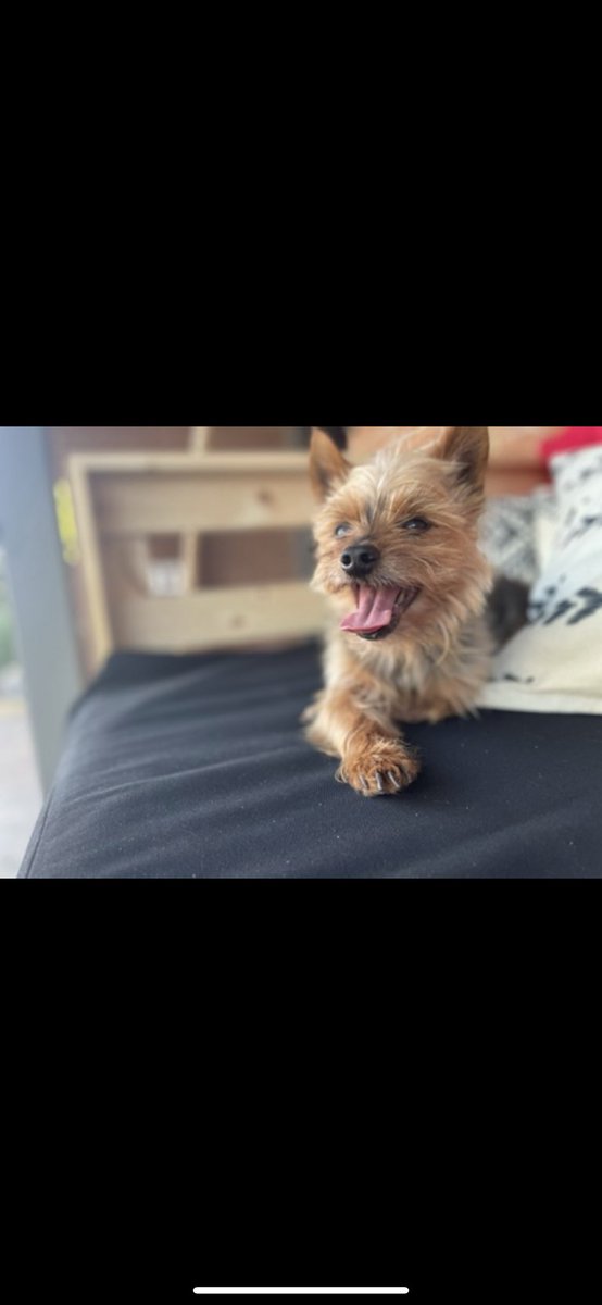mrs_ditto's tweet photo. When your emotional support animal finally has enough after 14 years of dealing with you…. 😭😭😭😭😭 love you forever, Smelliot. https://t.co/9ppR2k99XF