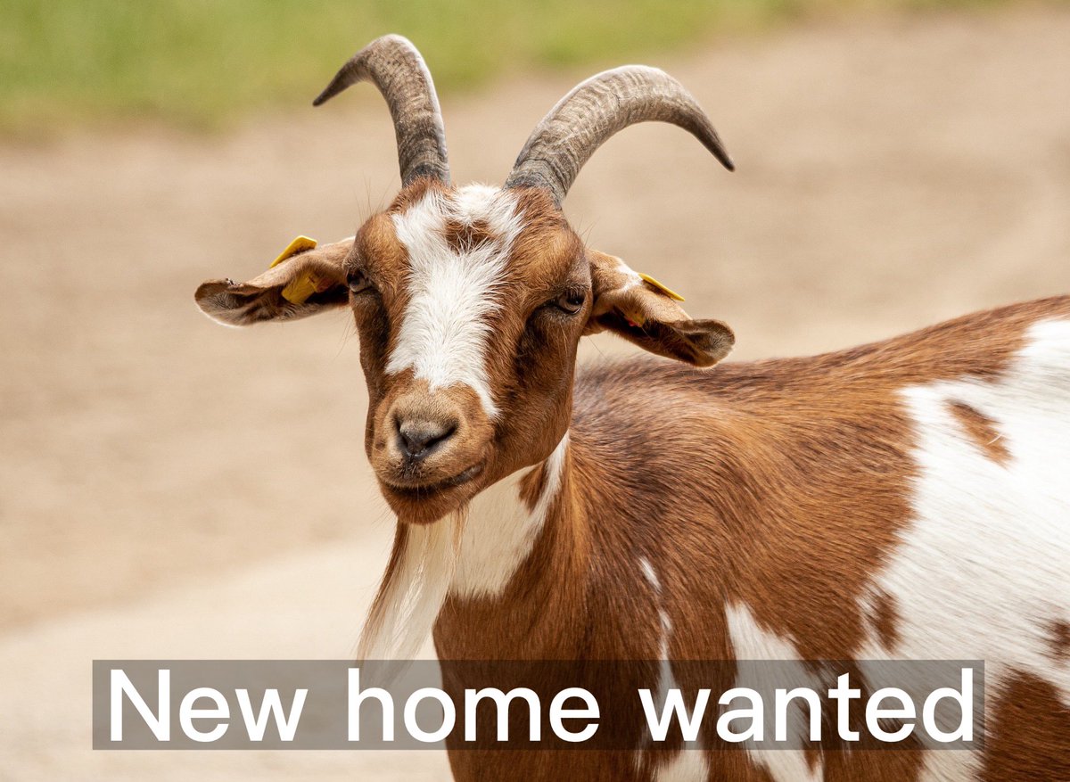 A home is needed for three ponies and two goats. Can you help?  

To hear the clip, tap here and then tap ▶ tinyurl.com/prp72goat

#Reigate #Redhill #Merstham #Buckland  #Betchworth #Brockham #Horley #Gatton #Earlswood #Charlwood #Hookwood #Outwood
#Leigh #Nutfield #Salfords