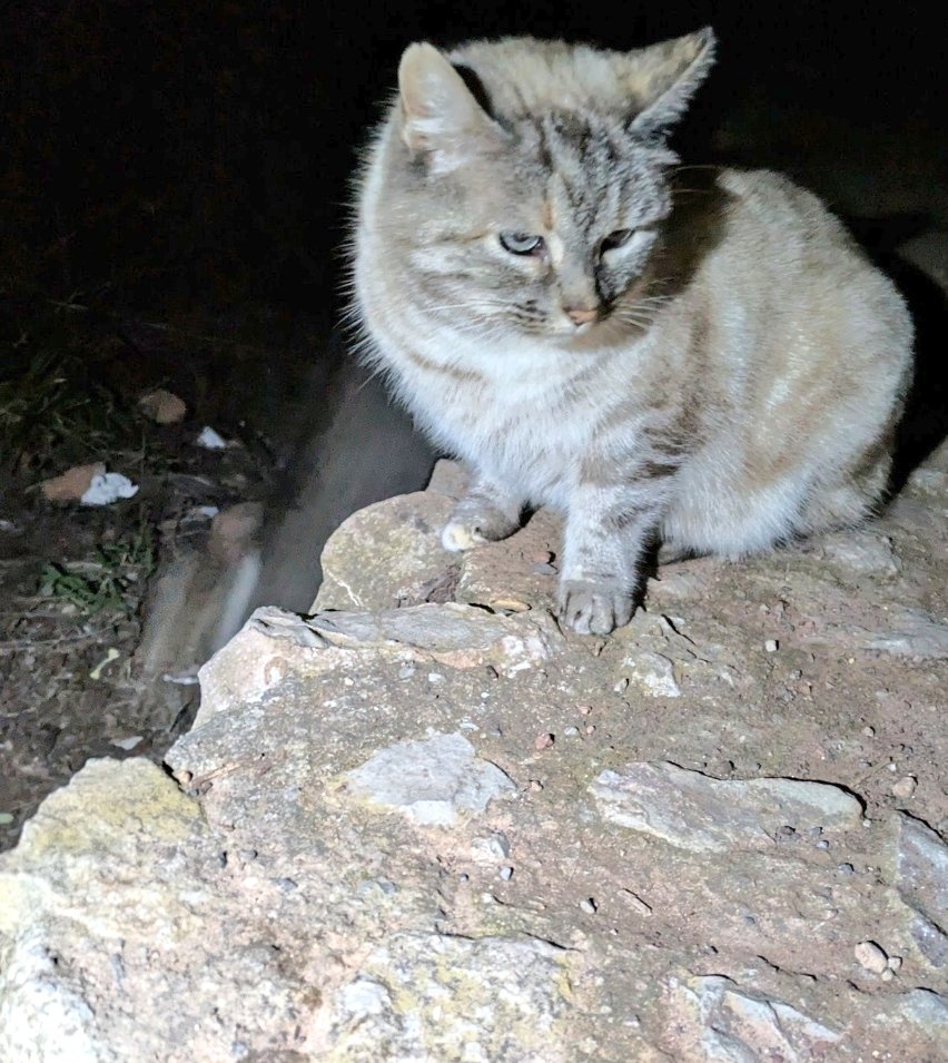 Olga03471239's tweet image. 🆘️MUY URGENTE NO AGUANTARÁ!😢🙏
#Valencia

#Algodón, un amor, malvive en una colonia💔

Sería precioso que alguien la adoptara. Para que pudiera dormir sin frío, sin miedo. Para vivir calentita, entre algodones.
#Adopcion ☎️678 34 76 73