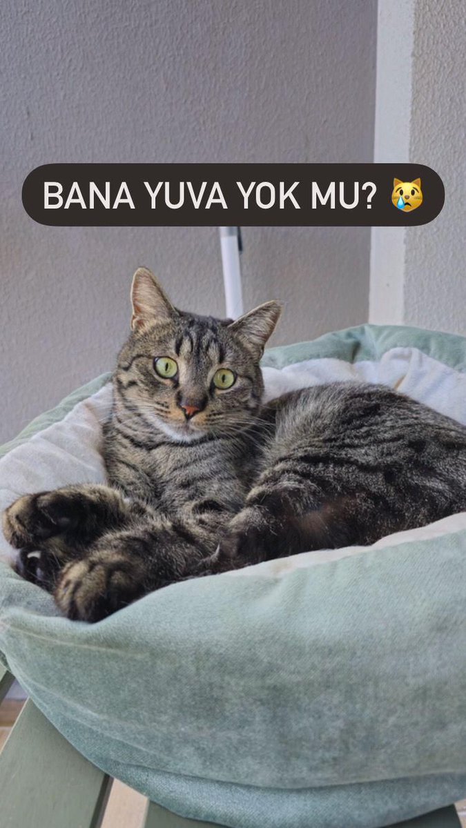 İZMİR
ENGELLİ CANLARA ÖNCELİK